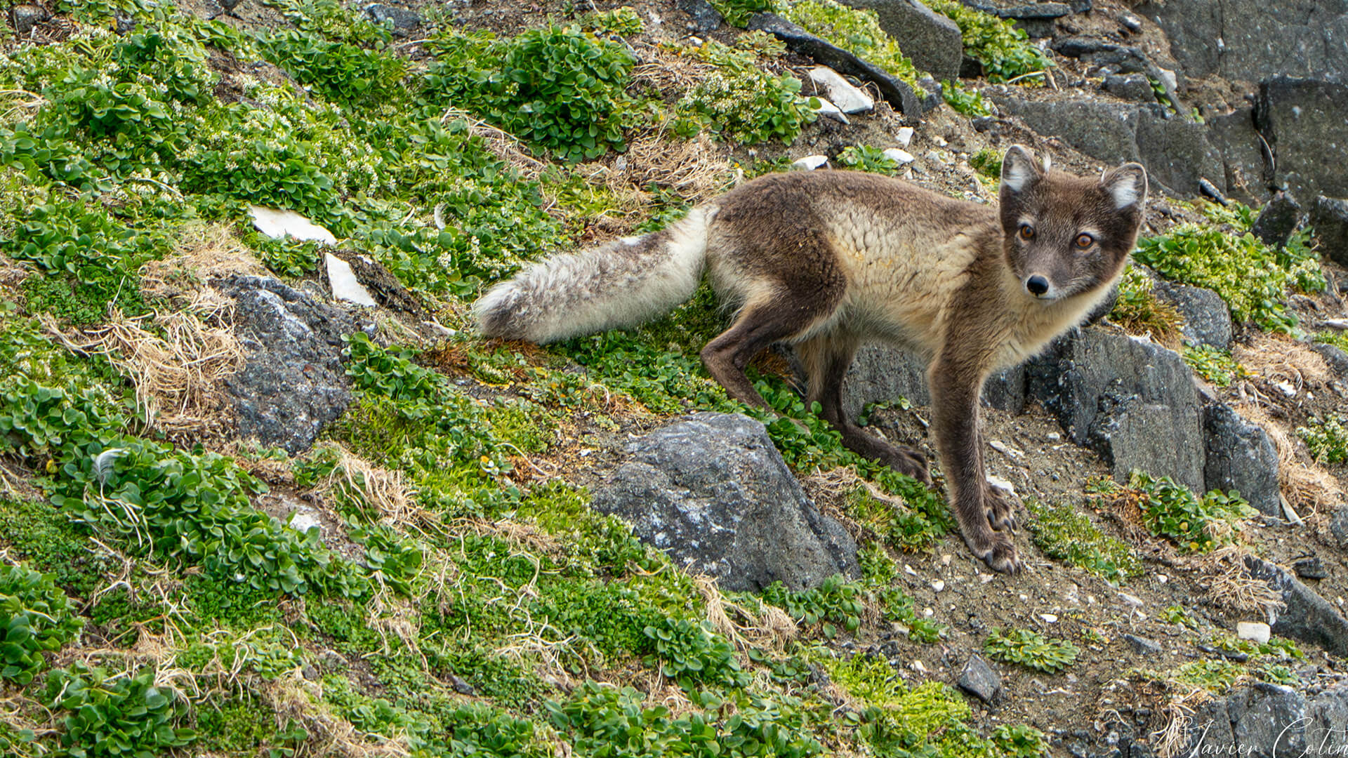 Trondheim To Longyearbyen
