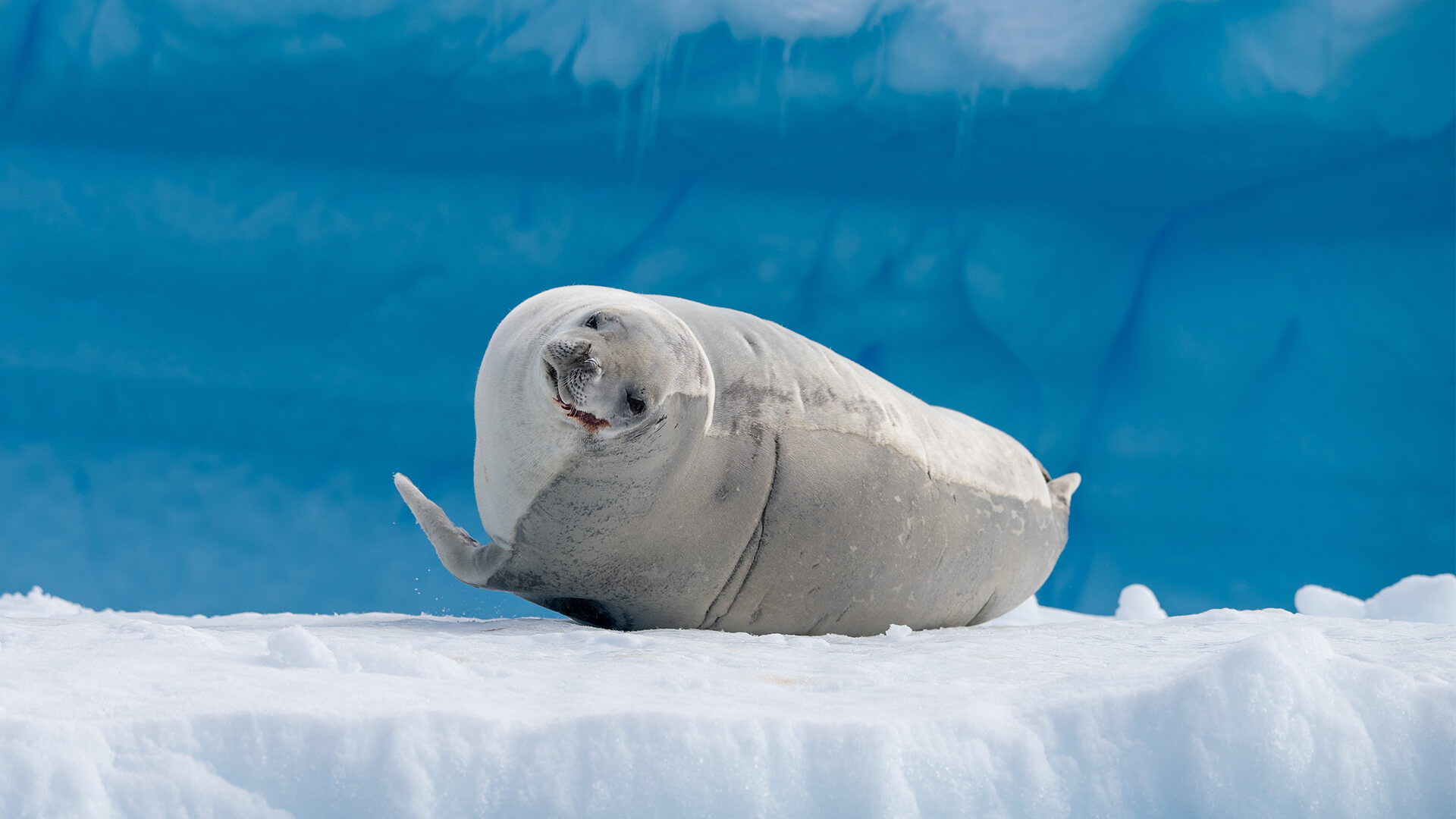 King George Island Roundtrip