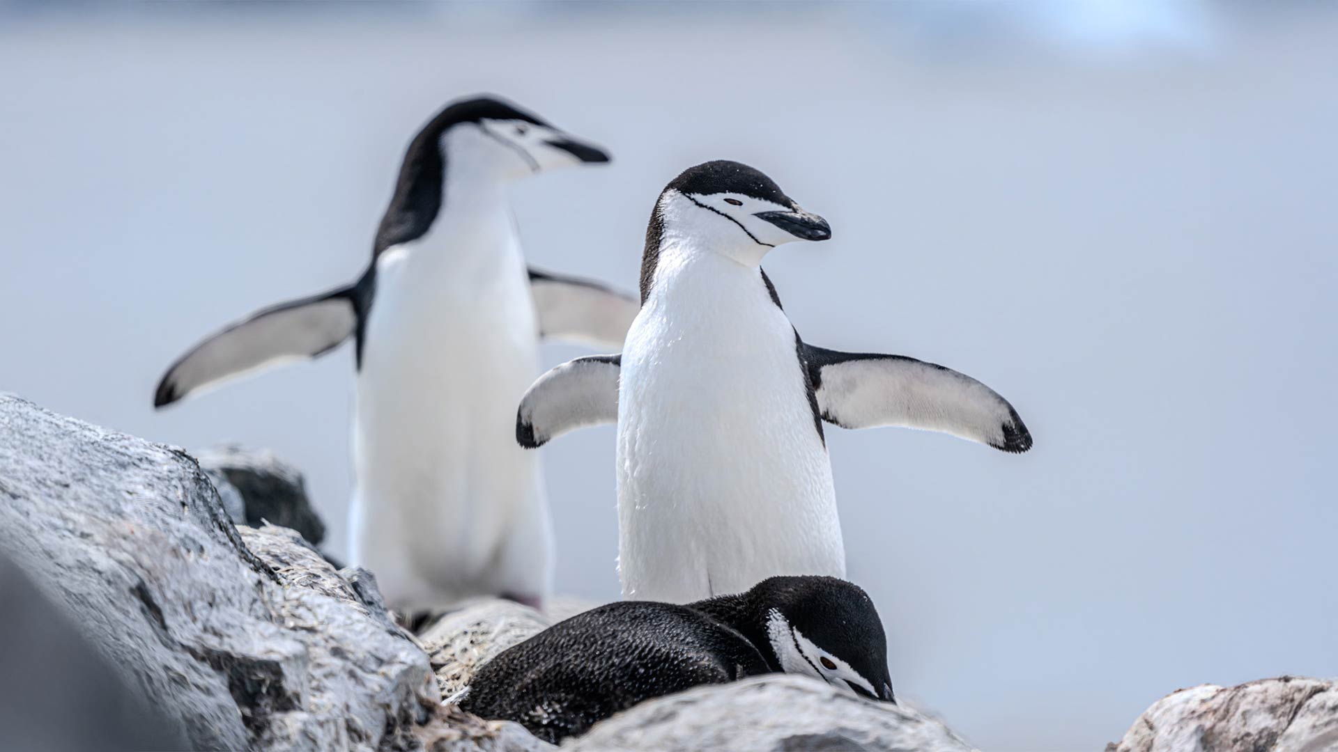 King George Island Roundtrip