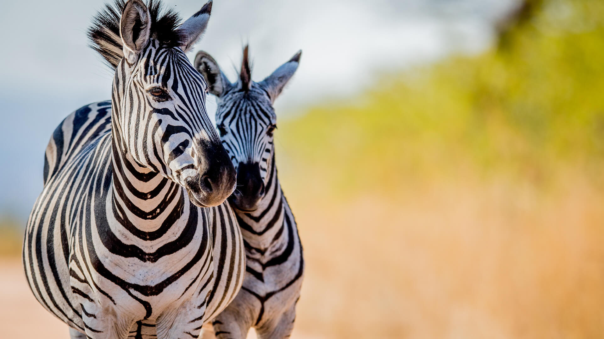 Cape Currents & Safari Shores: Tanzania, Mozambique & South Africa