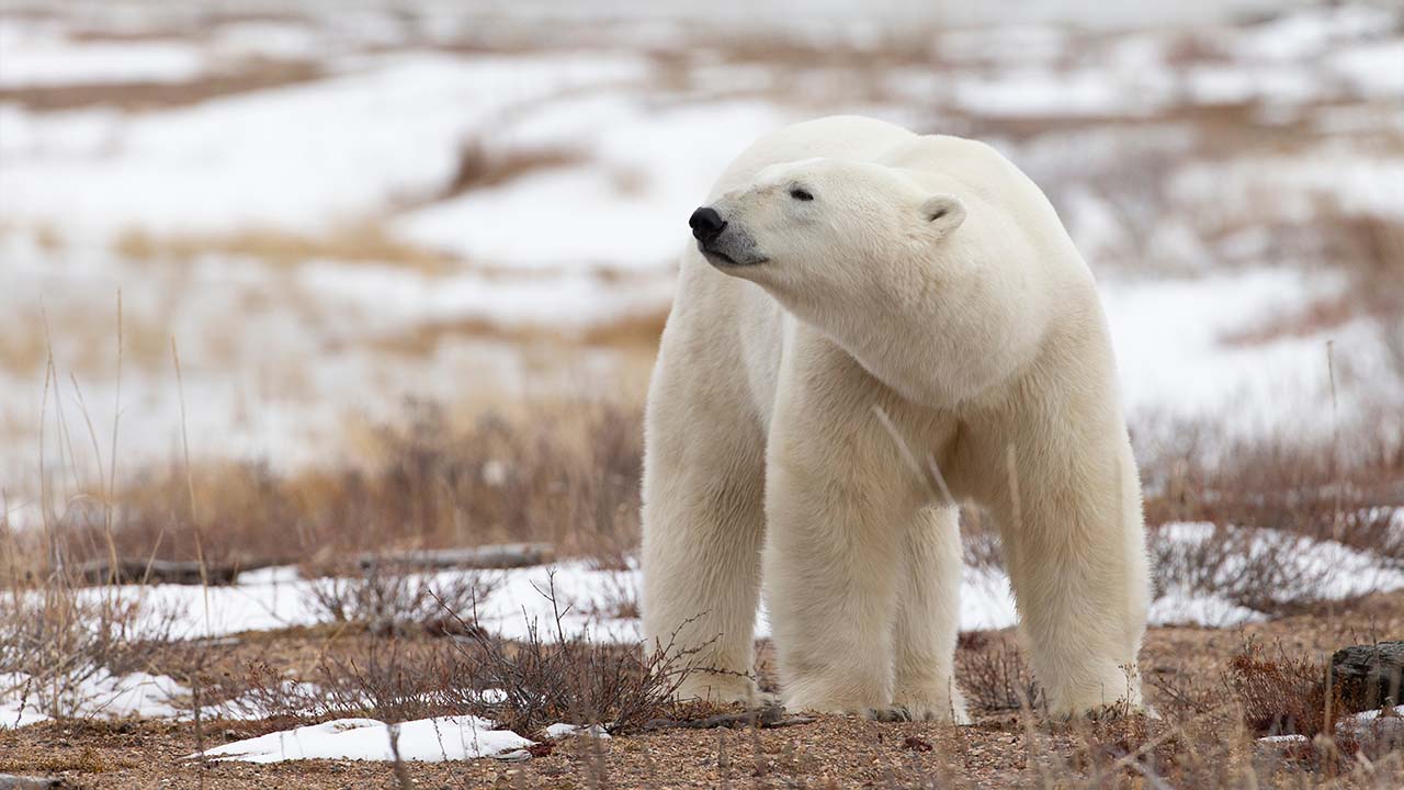 Churchill to Nuuk